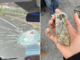 Sassi contro le auto in corsa sulla Bovesana: identificati quattro giovani Sassi contro le auto in corsa sulla Bovesana: identificati quattro giovani