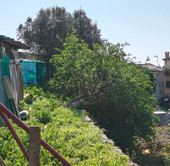 Savona, crolla un albero nell'oasi felina di Legino: "Dopo aver sollecitato senza ricevere risposta siamo sicuri che tutti abbiano la coscienza a posto?"