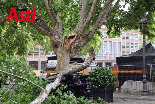 Vento abbatte un ramo di platano in piazza Alfieri: auto distrutta, nessun ferito Vento abbatte un ramo di platano in piazza Alfieri: auto distrutta, nessun ferito