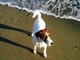 Savona, con il cane alla spiaggia libera di via Nizza, scatta la multa di 200 euro Savona, con il cane alla spiaggia libera di via Nizza, scatta la multa di 200 euro