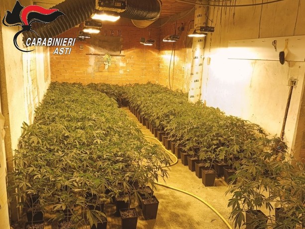 Droga e armi, l’inchiesta dei carabinieri si allarga: scoperta una piantagione con 1.206 piante di marijuana Droga e armi, l’inchiesta dei carabinieri si allarga: scoperta una piantagione con 1.206 piante di marijuana