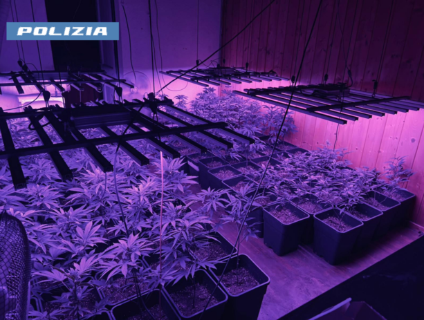 Maxi operazione anti-droga: coinvolto anche un 32enne di Bussoleno con una serra indoor di cannabis