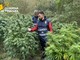Rinvenuta piantagione di marijuana lungo il Tanaro a Santa Vittoria d'Alba: sequestrati 40 kg di stupefacente