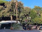 Palma caduta a Nervi, sindaca Salis: “Pronta task force per mettere in sicurezza alberature e spazi verdi"