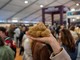 Ad Alba primo week end con la Fiera del Tartufo Bianco: si apre un fine settimana tra gusto e tradizioni