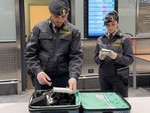Traffico di denaro, in pochi mesi a Malpensa “scoperti” oltre 13 milioni nascosti