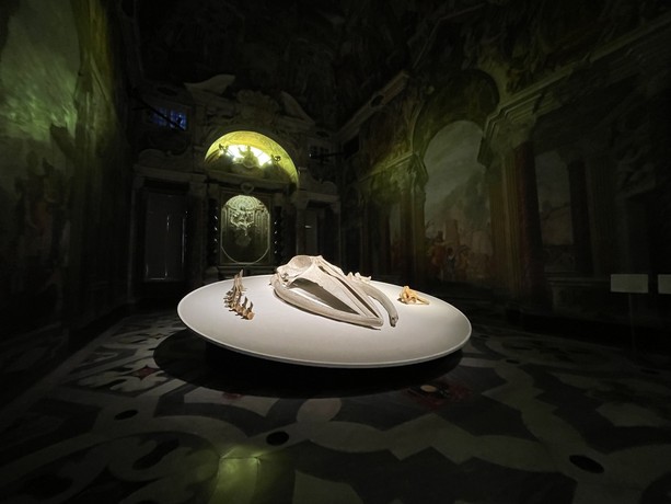Genova e la sua balena: a Palazzo Ducale il mito di Moby Dick tra arte, storia e meraviglia