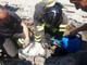Vigili del fuoco salvano un cane a Bricherasio