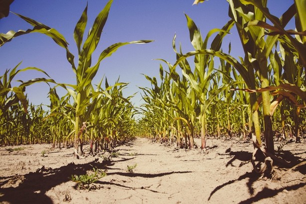 Maggio più caldo di sempre: riserve evaporate in 10 giorni e un'altra estate a rischio siccità [VIDEO]