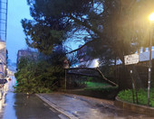 Pioggia e vento sulla Liguria. A Genova alberi abbattuti e strade bloccate Pioggia e vento sulla Liguria. A Genova alberi abbattuti e strade bloccate