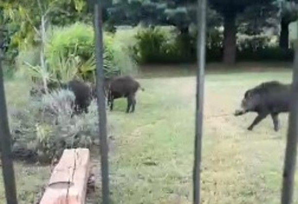 Nichelino, cighiali scorrazzano di fronte ad un giardino in zona Boschetto: &quot;Siamo esasperati&quot; [VIDEO]