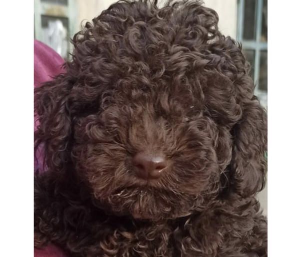 Ladri si intrufolano in casa e rapiscono cagnolina in pieno giorno a Mombasiglio Ladri si intrufolano in casa e rapiscono cagnolina in pieno giorno a Mombasiglio