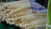 A SPASSO NEL WEEKEND. La Fiera dell'Asparago di Cantello e poi tanta enogastronomia, sport, musica e cultura: gli eventi del fine settimana in provincia di Varese