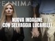 Maiali maltrattati in un allevamento della Granda? L’azienda multata dall’Asl ma la Procura archivia il caso