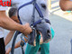 Palio di Asti, partite le visite veterinarie: massima attenzione e cura nelle valutazioni e salute dei cavalli. Due al momenti gli esclusi [FOTO E VIDEOINTERVISTE]