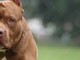 Discussione degenera in rissa. E un 16enne viene azzannato al volto da un pitbull