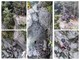 Roccaverano, cane e padrone bloccati in un dirupo: sul posto i vigili del fuoco Roccaverano, cane e padrone bloccati in un dirupo: sul posto i vigili del fuoco