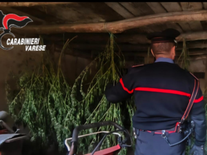Coltivava marijuana in un magazzino in casa e nel giardino: sequestrate 37 piante e arrestato un 41enne di Comabbio