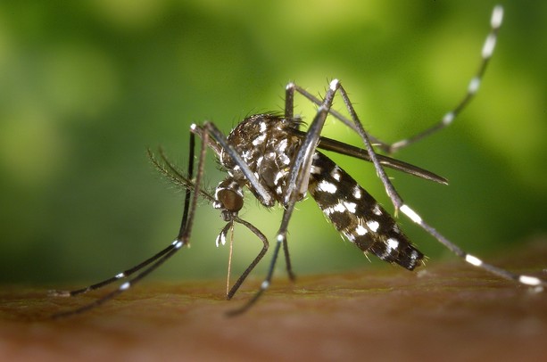 Dengue autoctona a Sanremo, scatta la disinfestazione straordinaria: coinvolti i luoghi frequentati da un turista Dengue autoctona a Sanremo, scatta la disinfestazione straordinaria: coinvolti i luoghi frequentati da un turista