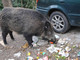 Polizia locale a 'caccia' di cinghiali in città, Viale: "Il nostro obiettivo è la sicurezza, non uccidere gli animali" Polizia locale a 'caccia' di cinghiali in città, Viale: "Il nostro obiettivo è la sicurezza, non uccidere gli animali"
