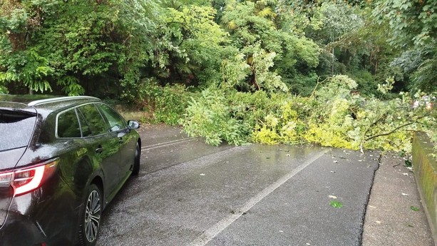 Maltempo, a Varese crolla una pianta su viale Piero Chiara: circolazione bloccata. Viale Europa chiuso
