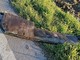 Perde un rottame di ferro e colpisce una macchina tra Buriasco e Cercenasco Perde un rottame di ferro e colpisce una macchina tra Buriasco e Cercenasco