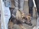 Maxi controlli ad alto impatto: quattro arresti per spaccio, ricettazione e maltrattamenti [VIDEO]