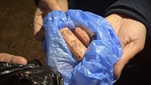 Allarme wurstel avvelenati, i vigili chiudono l’area cani di via Marsigli