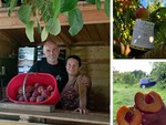 Monate e le sue pesche sciroppate. L'azienda Bina sul campo da tre generazioni: «Facciamo tutto a mano e con passione, il sapore dei "perzic" è unico e inconfondibile» Monate e le sue pesche sciroppate. L'azienda Bina sul campo da tre generazioni: «Facciamo tutto a mano e con passione, il sapore dei "perzic" è unico e inconfondibile»