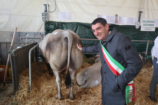 Inaugurata a Fossano la 45 ª Mostra nazionale dei Bovini di Razza Piemontese, gli allevatori esibiscono le loro eccellenze [FOTO e VIDEO]