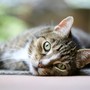 Due abbandoni di animali in poche ore e una denuncia. L'appello ad adozioni consapevoli