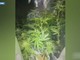 Tradito dall'odore di marijuana: arrestato 37enne coltivatore di ganja Tradito dall'odore di marijuana: arrestato 37enne coltivatore di ganja