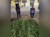 Castagnole Monferrato: aveva trasformato il giardino di casa in una piantagione di marijuana