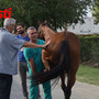Palio, tutti promossi alla prima sessione delle visite veterinarie [GALLERIA FOTOGRAFICA]