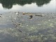 Un tuffo dove non c'è il mare. Anche Torino manifesta per chiedere fiumi e laghi più puliti Un tuffo dove non c'è il mare. Anche Torino manifesta per chiedere fiumi e laghi più puliti