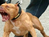 Aggredito da un pitbull mentre si allena per la maratona di Torino: grave un cuneese di 36 anni Aggredito da un pitbull mentre si allena per la maratona di Torino: grave un cuneese di 36 anni
