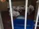 Chiusi sul balcone, sopravvivevano da giorni senza cibo né acqua: 10 cani salvati dalla polizia Chiusi sul balcone, sopravvivevano da giorni senza cibo né acqua: 10 cani salvati dalla polizia