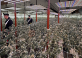 Nuova piantagione di marijuana scoperta dai Carabinieri di Bra: sequestrate 762 piante e 65 chilogrammi di infiorescenze già essiccate