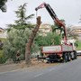 Sanremo, partono i lavori di taglio dei pini in via Padre Semeria (Foto)