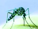 E’ ricominciata la lotta alle zanzare su tutto il territorio di Chivasso