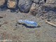Tragedia a Riva Ligure, surfista muore scaraventato sugli scogli dal vento (Foto) Tragedia a Riva Ligure, surfista muore scaraventato sugli scogli dal vento (Foto)