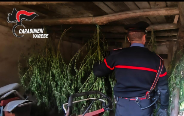 Coltivava marijuana in un magazzino in casa e nel giardino: sequestrate 37 piante e arrestato un 41enne di Comabbio Coltivava marijuana in un magazzino in casa e nel giardino: sequestrate 37 piante e arrestato un 41enne di Comabbio