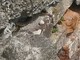 Villafranca Piemonte: intervento per i serpenti nella zona di via Cecca Villafranca Piemonte: intervento per i serpenti nella zona di via Cecca