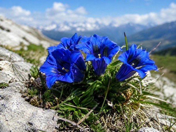 Raccoglie centinaia di genziane nel Parco del Monviso, ma è vietato: 600 euro di multa per un escursionista