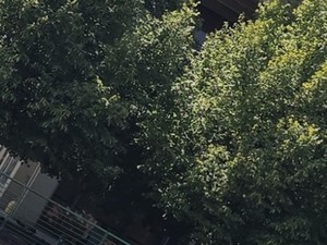 Nizza Millefonti, ancora una segnalazione di degrado: "Anche a Ferragosto la situazione è sempre identica"