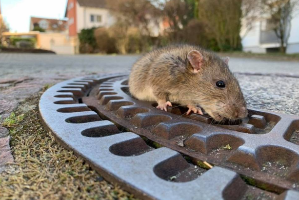 Invasione di topi giganti nelle case popolari di Asti: preoccupati residenti di corso Volta e corso Cavallotti