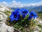 Raccoglie centinaia di genziane nel Parco del Monviso, ma è vietato: 600 euro di multa per un escursionista