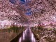 Sakura Matsuri 2025: un angolo di Giappone sboccia a Nizza