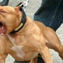 Aggredito da un pitbull mentre si allena per la maratona di Torino: grave un cuneese di 36 anni Aggredito da un pitbull mentre si allena per la maratona di Torino: grave un cuneese di 36 anni