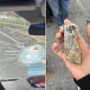 Sono Astigiani i presunti responsabili di un lancio di sassi contro auto sulla Bovesana Sono Astigiani i presunti responsabili di un lancio di sassi contro auto sulla Bovesana